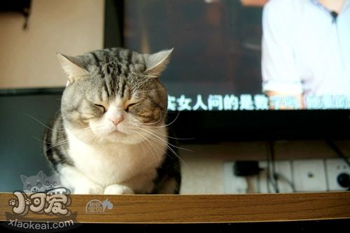 什么貓糧適合美國短尾貓 商品糧和天然糧選擇推薦