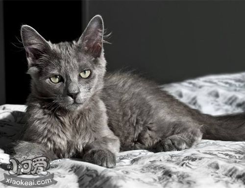 內(nèi)華達貓吃什么 內(nèi)華達貓飲食要求