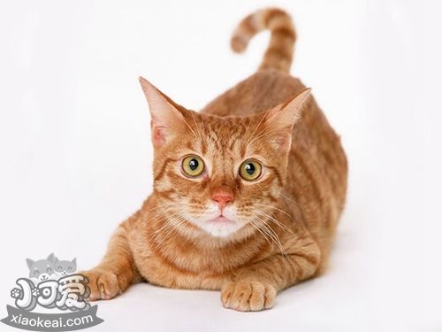 非洲獅子貓怎么養(yǎng) 非洲獅子貓飼養(yǎng)手冊