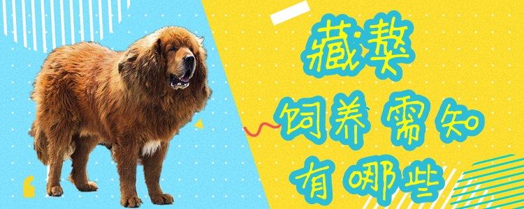 藏獒的飼養(yǎng)需知有哪些