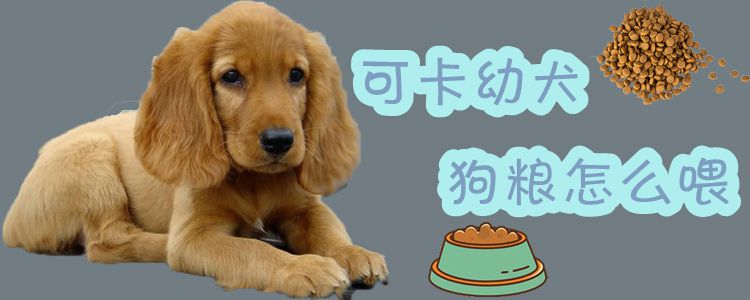可卡幼犬狗糧怎么喂