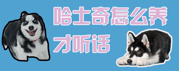 哈士奇怎么養(yǎng)才聽話