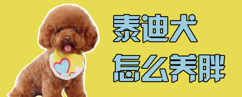 泰迪犬怎么養(yǎng)胖