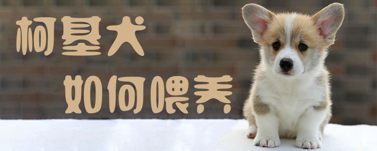 柯基犬如何喂養(yǎng)1