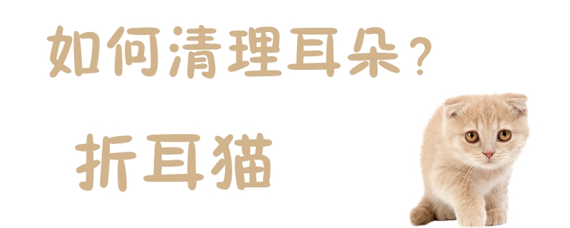 折耳貓如何清理耳朵