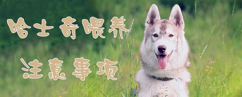 哈士奇喂養(yǎng)注意事項1