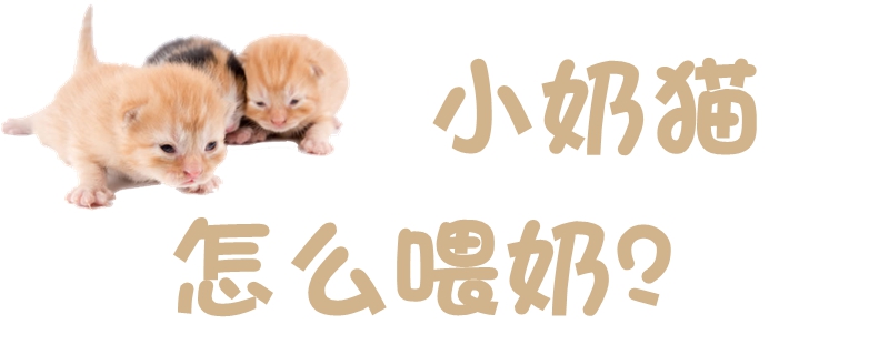 小奶貓怎么喂奶