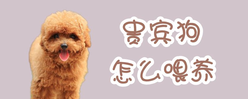 貴賓狗怎么喂養(yǎng)