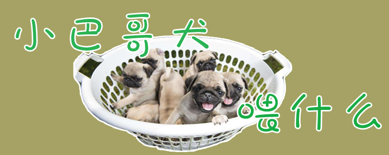 小巴哥犬喂什么