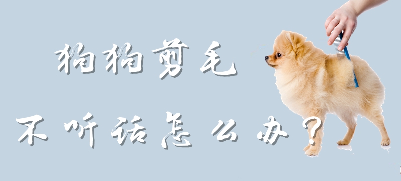 狗狗剪毛不聽(tīng)話怎么辦