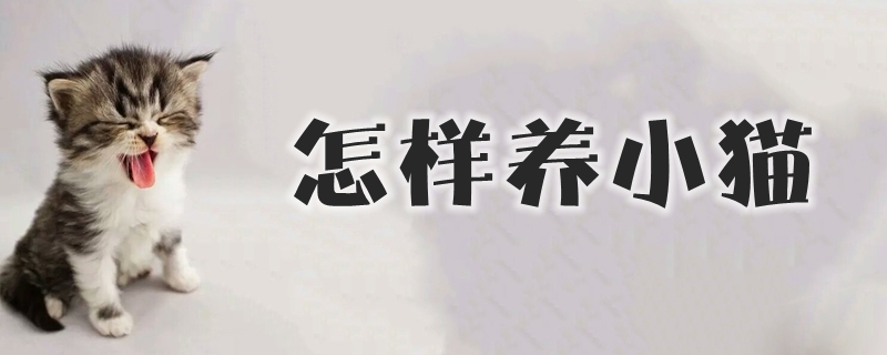 怎樣養(yǎng)小貓