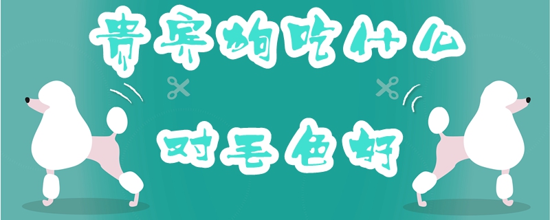貴賓狗吃什么對(duì)毛色好