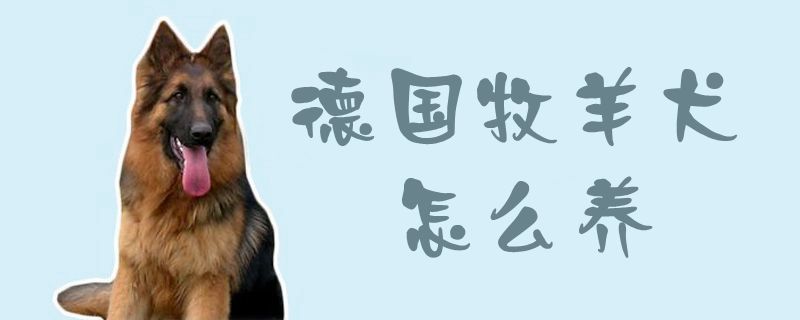 德國(guó)牧羊犬怎么養(yǎng)1