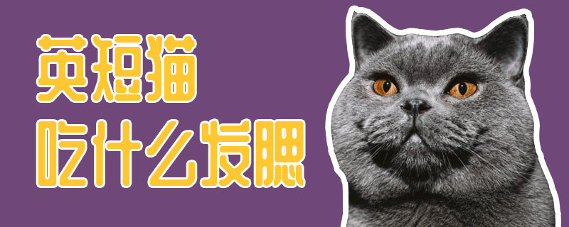 英短貓吃什么發(fā)腮