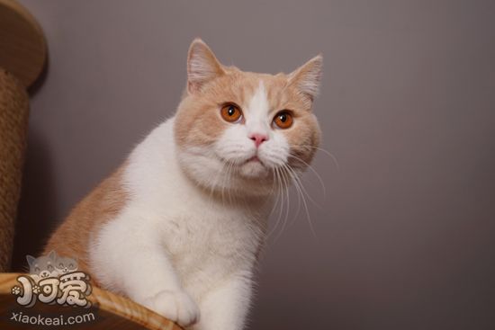 短毛貓怎么梳毛 短毛貓的七個梳毛步驟