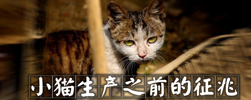 小貓生產(chǎn)之前的征兆