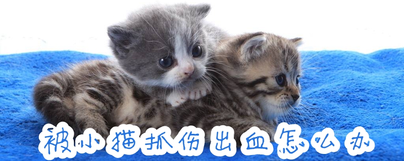 被小貓抓傷出血怎么辦