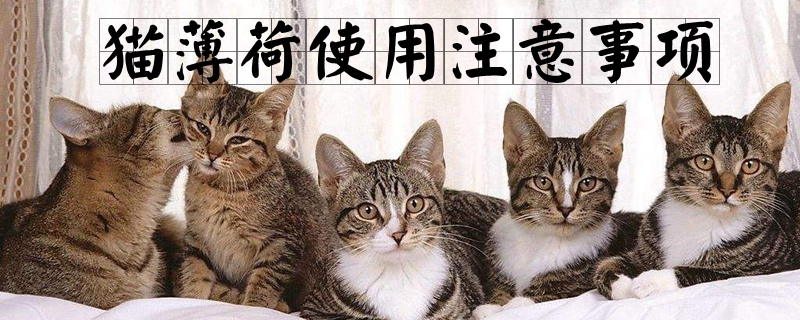 貓薄荷使用注意事項