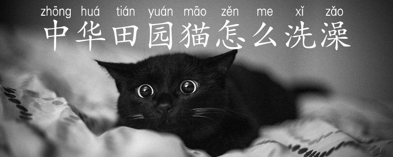 中華田園貓怎么洗澡