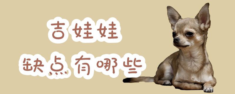 吉娃娃缺點(diǎn)有哪些