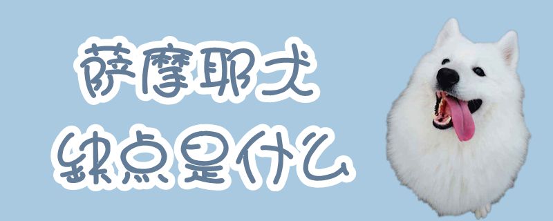 薩摩耶犬缺點(diǎn)是什么