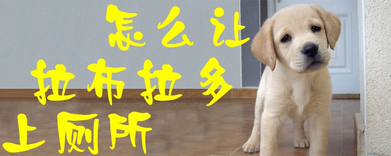 怎么讓拉布拉多上廁所1