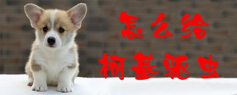 怎么給柯基驅(qū)蟲(chóng)1