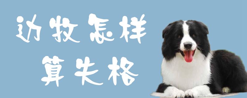 邊牧怎樣算失格1