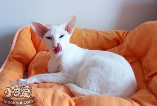 如何訓練東方短毛貓不咬人 貓咪咬人要及時制止