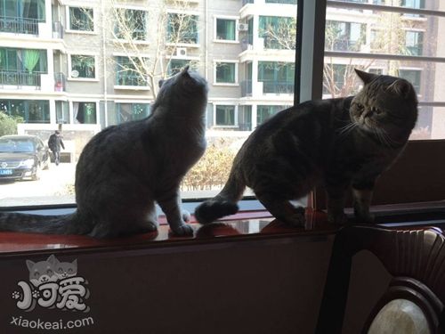 如何訓(xùn)練哈瓦那棕貓不亂抓家具