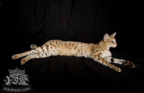 熱帶草原貓不會游泳怎么辦 熱帶草原貓游泳訓練