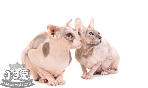 怎么調(diào)教彼得禿貓不爬床 彼得禿貓不爬床訓練