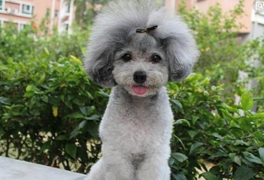 兩三個月的泰迪怎么訓(xùn)練 泰迪犬訓(xùn)練教程詳解2