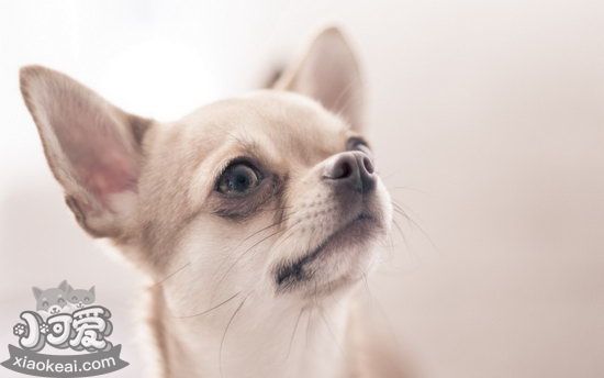 吉娃娃握手怎么訓(xùn)練 吉娃娃握手訓(xùn)練流程視頻1