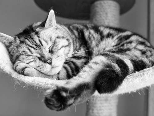 貓咪耳朵掉毛怎么辦 貓咪耳朵大面積掉毛分析