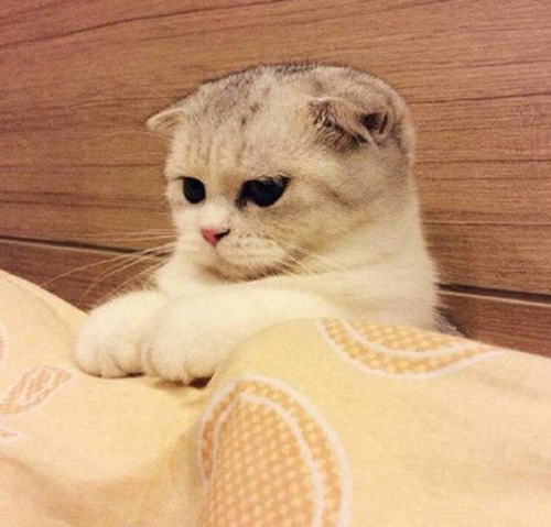 折耳貓怎么治療貓癬 貓?zhí)\治療注意事項