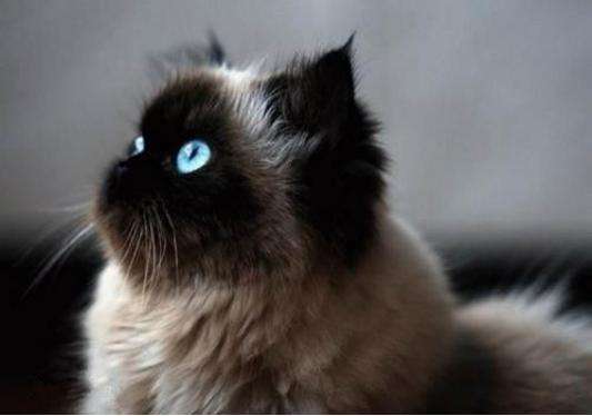 怎么預(yù)防貓咪生病 做好五項預(yù)防貓咪遠(yuǎn)離生病