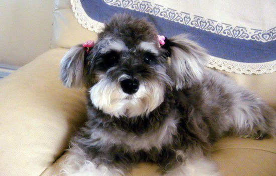 雪納瑞怎么修毛 雪納瑞修毛剪毛視頻教程