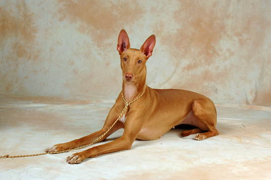 法老王獵犬怎么養(yǎng) 法老王獵犬飼養(yǎng)方法1