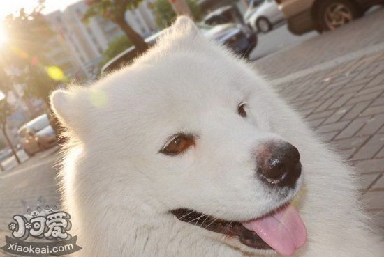 薩摩耶不能吃的東西有哪些 薩摩耶不能吃的食物大全0