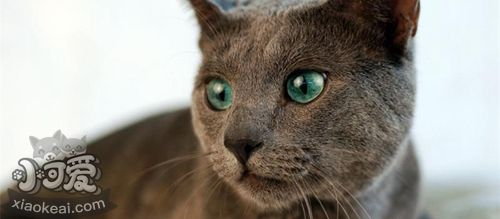 怎么判斷藍(lán)貓是否得氣胸 俄羅斯藍(lán)貓氣胸的癥狀