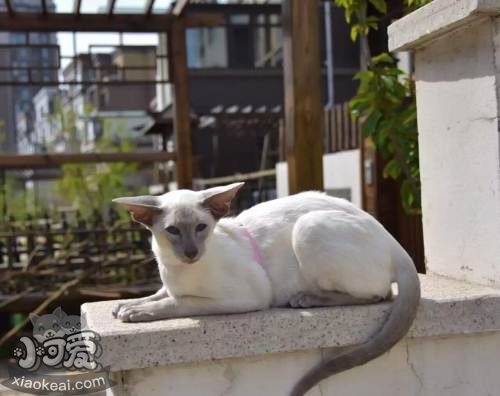 東方短毛貓生病怎么照顧 學(xué)習(xí)照顧生病的貓咪