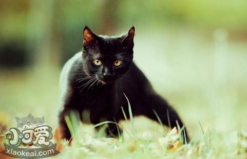 孟買(mǎi)貓癌癥有什么征兆 癌癥征兆介紹