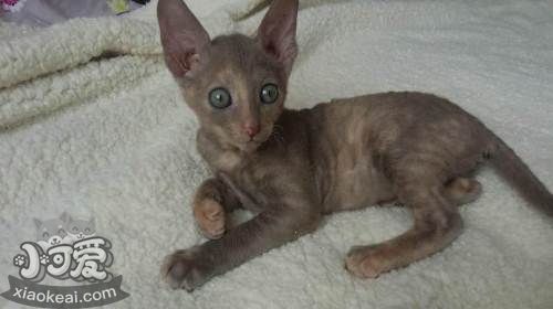 拉邦貓為什么睡覺打呼嚕 拉邦貓睡覺打呼嚕原因