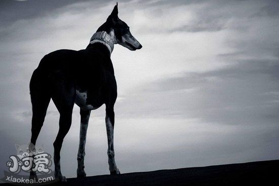 格力犬幼犬怎么養(yǎng) 靈緹犬幼犬喂養(yǎng)護理方法1