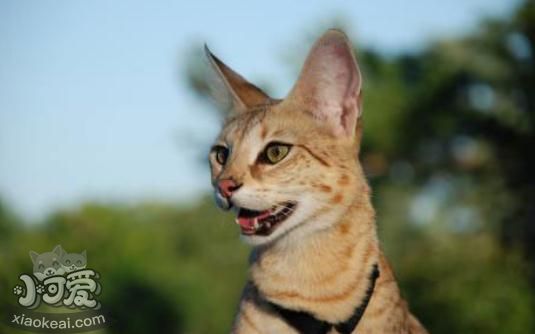 熱帶草原貓嘔吐怎么回事 熱帶草原貓嘔吐原因介紹