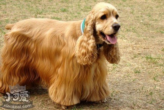 美國(guó)可卡犬怎么美容 美國(guó)可卡犬美容方法1