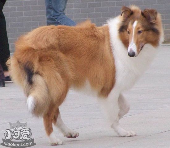 蘇格蘭牧羊犬毛發(fā)怎么打理 蘇格蘭牧羊犬毛發(fā)打理方法2