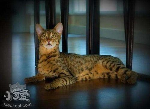 阿舍拉貓常見(jiàn)腫瘤有哪些 常見(jiàn)腫瘤表現(xiàn)介紹