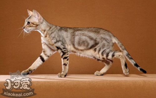 肯尼亞貓感冒怎么治療 冬季預防感冒方法